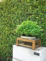 /album/danimayosinfojardin2/bonsai-zelkoba-serrata-jpg-jpg/